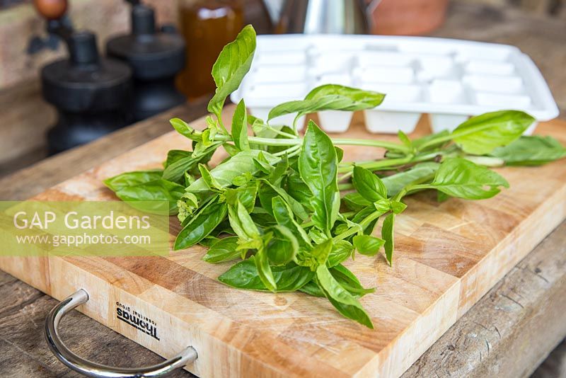 Step by Step - Chopping and freezing Basil for Pesto. Freshly picked Basil leaves on chopping board