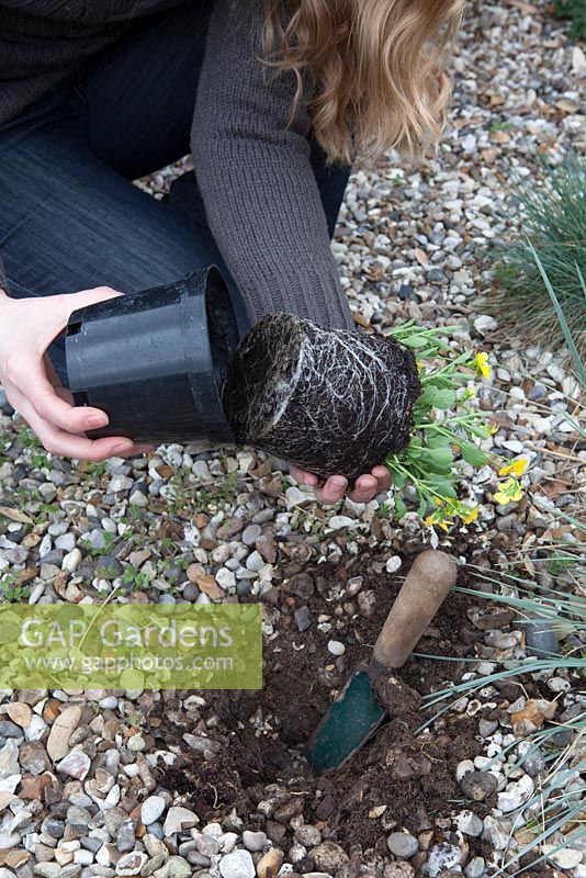 Planting an alpine, Viola stojanowii, through a membrane and stone mulch. Removing plant from plastic plant pot.