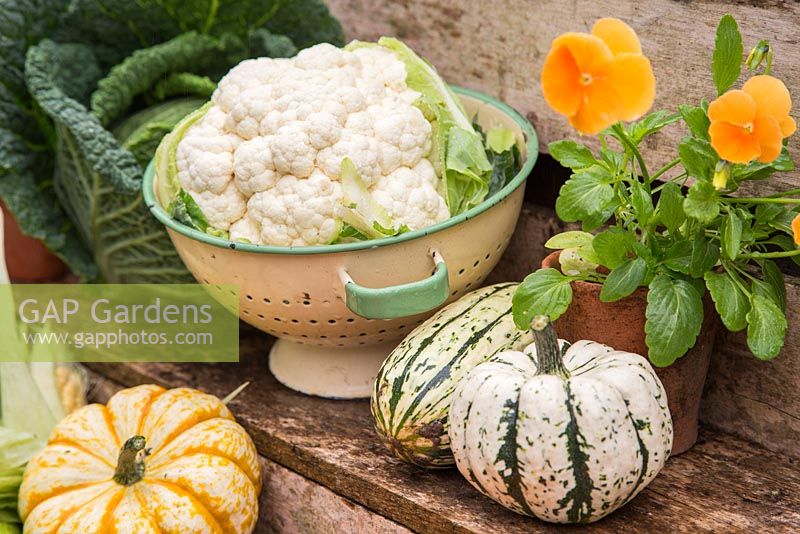 Freshly picked garden produce including Savoy cabbage with Cauliflower, Gourds, Sweetcorn 'Earlibird' and Viola