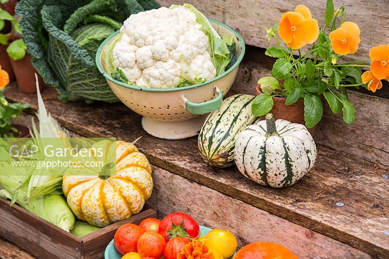 Freshly picked garden produce including Savoy cabbage with Cauliflower, Gourds, Sweetcorn 'Earlibird', Viola, Pumpkin, Tagetes and a bowl of harvested Tomatoes 'Tigerella', 'Big Boy' and 'Sungold'