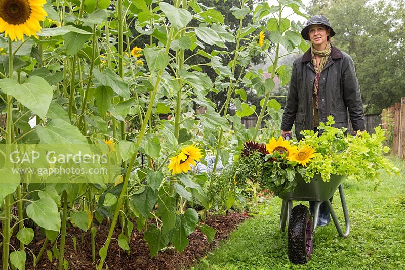 Woman with wheelbarrow of harvested produce. Sunflowers, Carrots and Beetroot.
