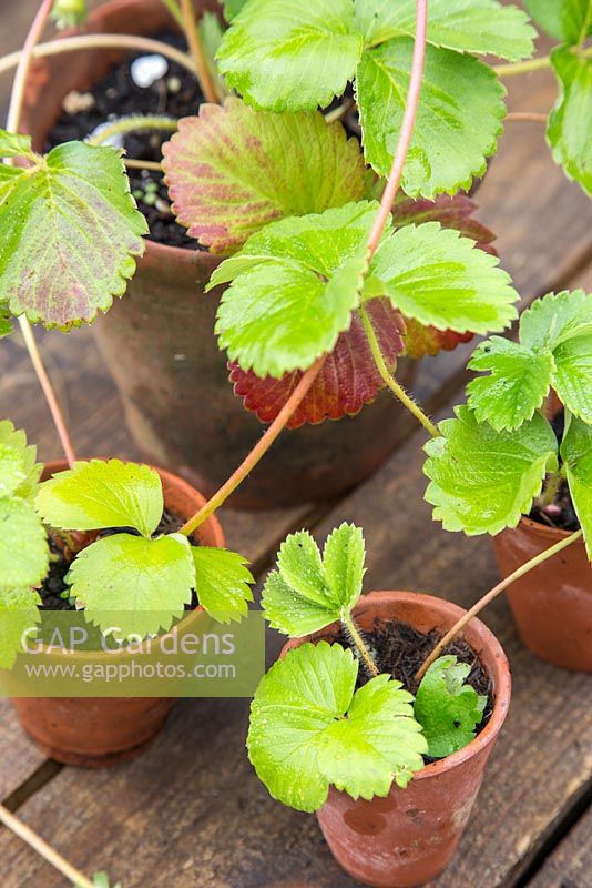 Strawberry 'Elsanta' - propagating from runners