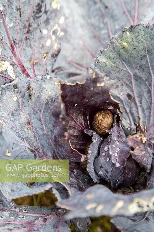 Snail damage on Red cabbage - Brassica oleracea