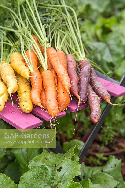 Harvested Carrots 'Purple Haze' and 'Creme De Lite'