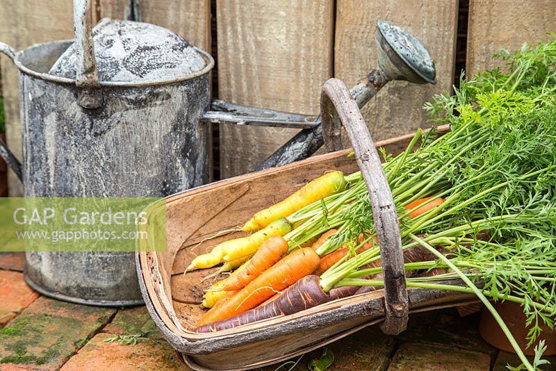 Trug of harvested Carrots 'Purple Haze' and 'Creme De Lite'
