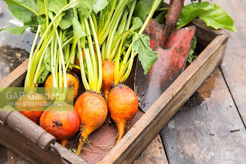 Box of harvested Beetroot 'Burpees Golden'