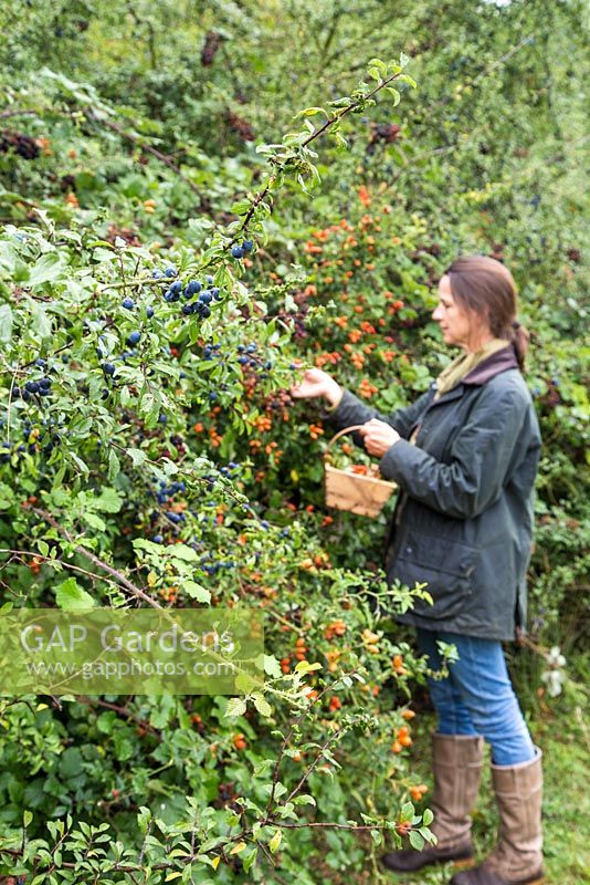 Woman foraging Rose hips in a hedgerow. Sloe berries - Prunus spinosa, Wild blackberries - Rubus fruticosus.