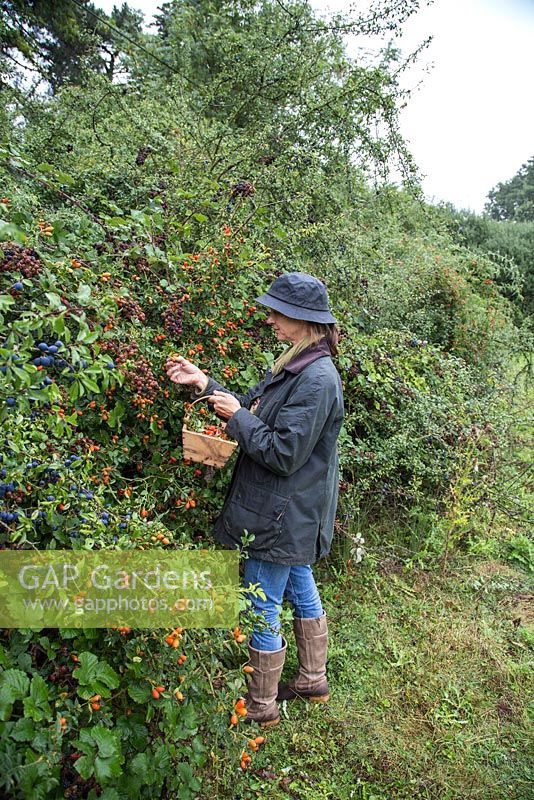 Woman foraging Rose hips in a hedgerow