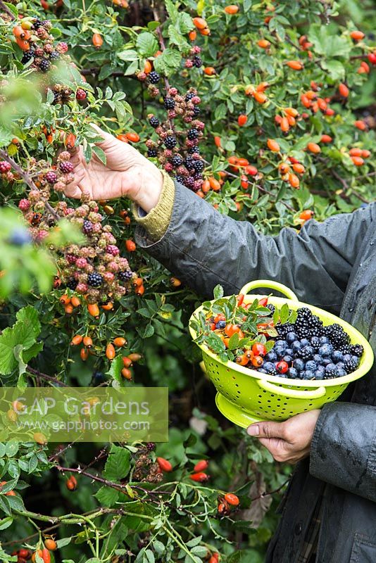 Woman foraging Rose hips, Sloe berries - Prunus spinosa and Wild blackberries - Rubus fruticosus in a hedgerow
