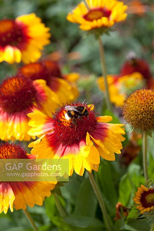 Gaillardia 'Mesa Bright Bicolour' with Bumble bee