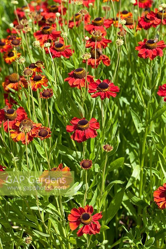 Helenium 'Red Army' 
