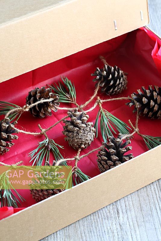 Step by step of making a simple, rustic Christmas garland with fir cones and pine needles - The finished garland in a storage box lined with red tissue paper. Store before and after use