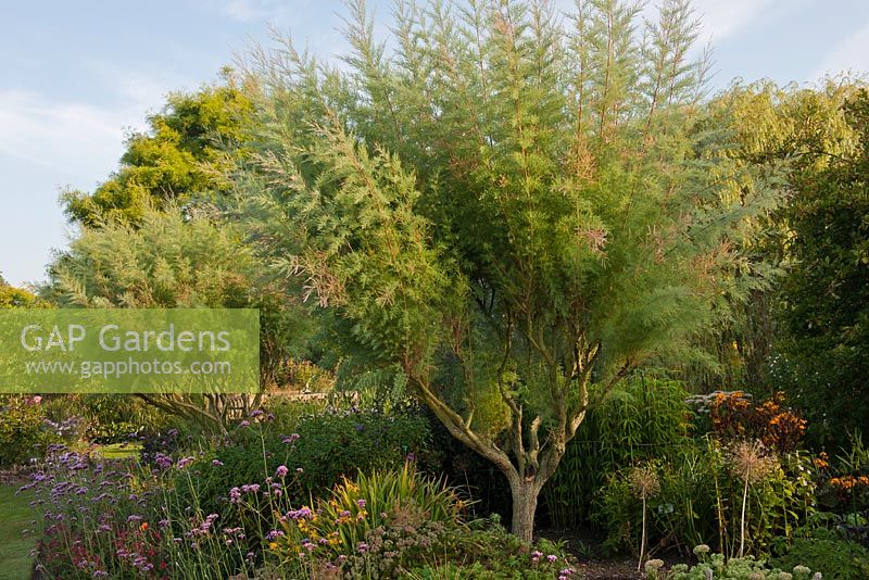 Tamarix ramosissima - saltcedar. Small tree in Merriments garden