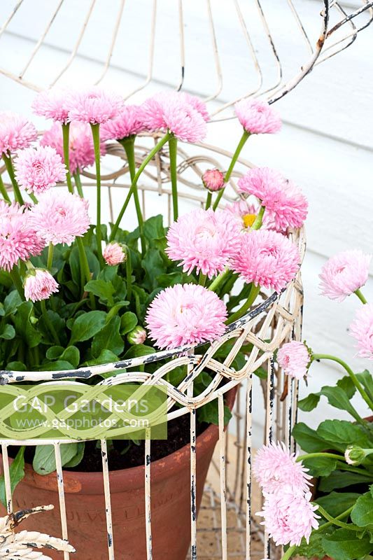 Bellis perennis in pots displayed with wire birdcage