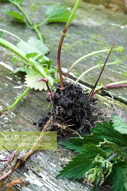 Cut Urtica dioica - Stinging nettle root