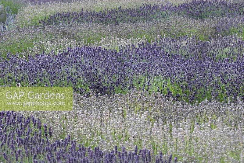 Lavender stripes - Downderry Nursery - Kent