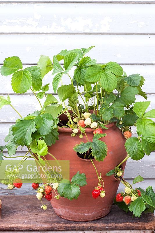 Strawberry pot with fruit