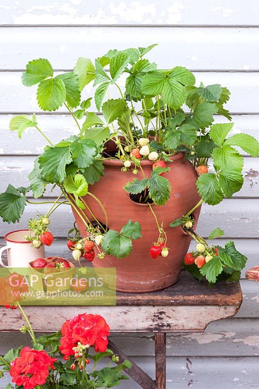 Strawberry pot with fruit and red geraniums