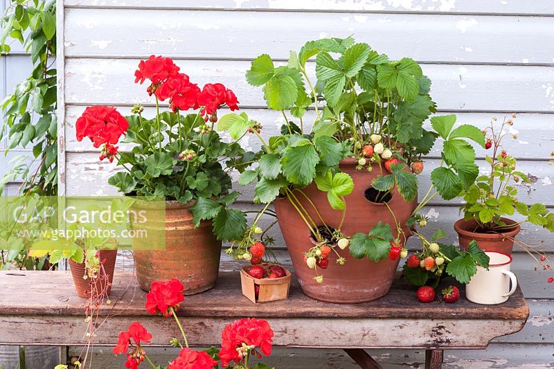 Strawberry pot with fruit and red geraniums