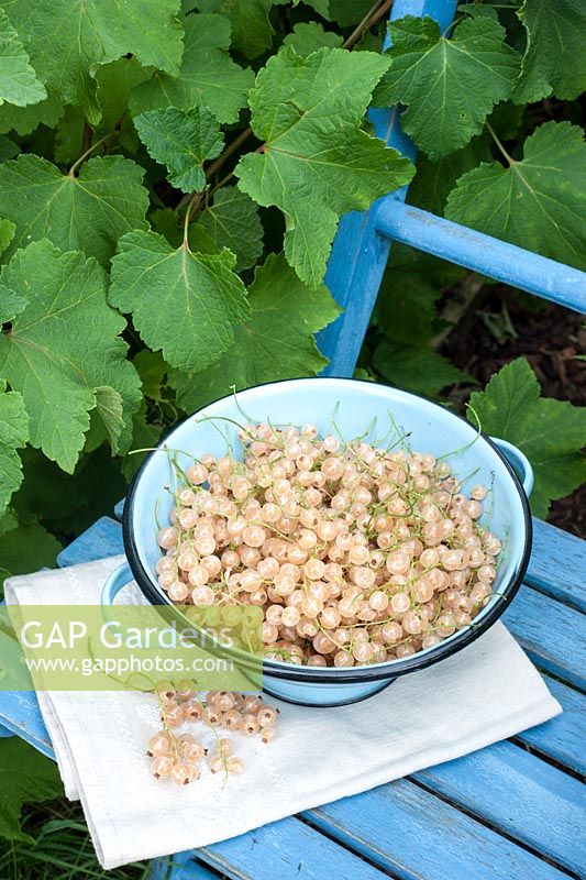 Ribes glandulosum - Whitecurrants harvested in colander