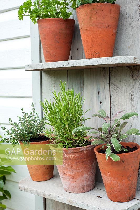 Selection of herbs in pots on rustic shelving including sage, thyme, rosemary, parsley and majoram
