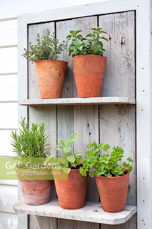 Selection of herbs in pots on rustic shelving including sage, thyme, rosemary, parsley and majoram