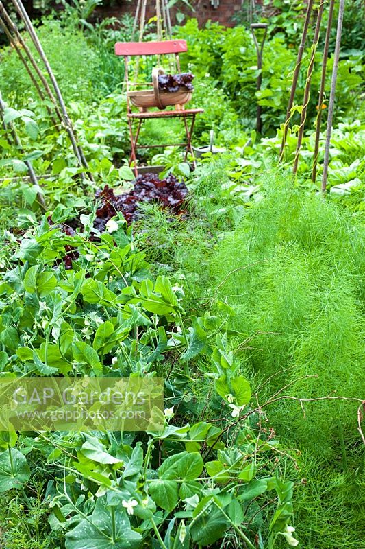 Pisum sativa - Dwarf pea 'Progress 9' growing in vegetable bed