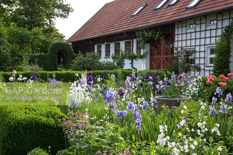 House and garden with planting of Astrantia, Buxus, Campanula persicifolia 'Grandiflora Alba', Iris germanica, Papaver orientale and Vitis 