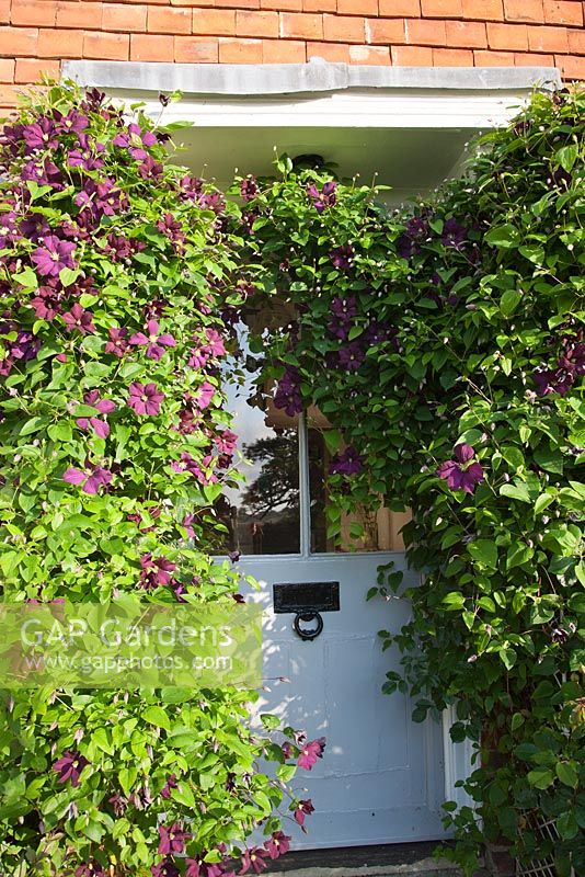 Clematis 'Etoile Violette' around door of Fairlight End, East Sussex