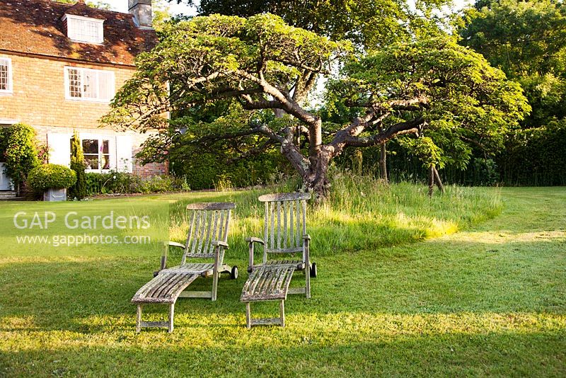 Wooden deckchairs on lawn with mature tree at sunrise
