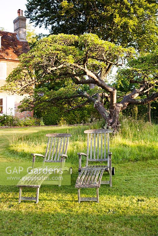 Wooden deckchairs on lawn with mature tree at sunrise