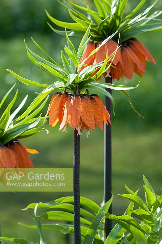 Fritillaria imperialis (Crown imperial or Kaiser's crown)