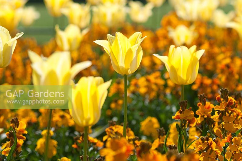 Tulipa 'Ballade Gold' and Erysimum cheiri 'Sunset Orange'