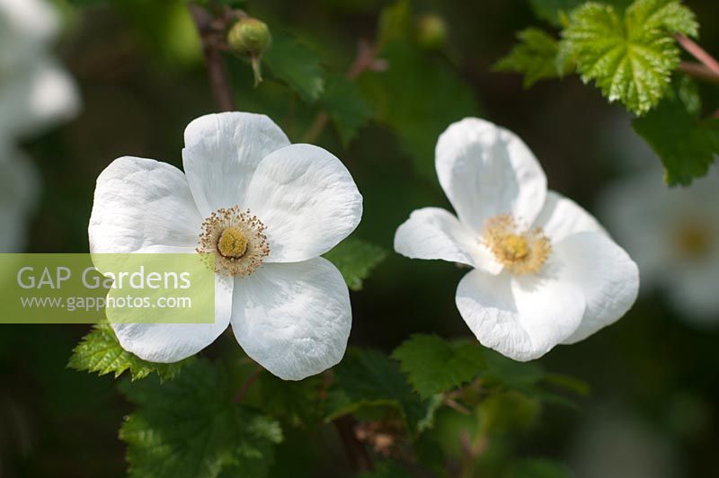 Rubus 'Benenden' 