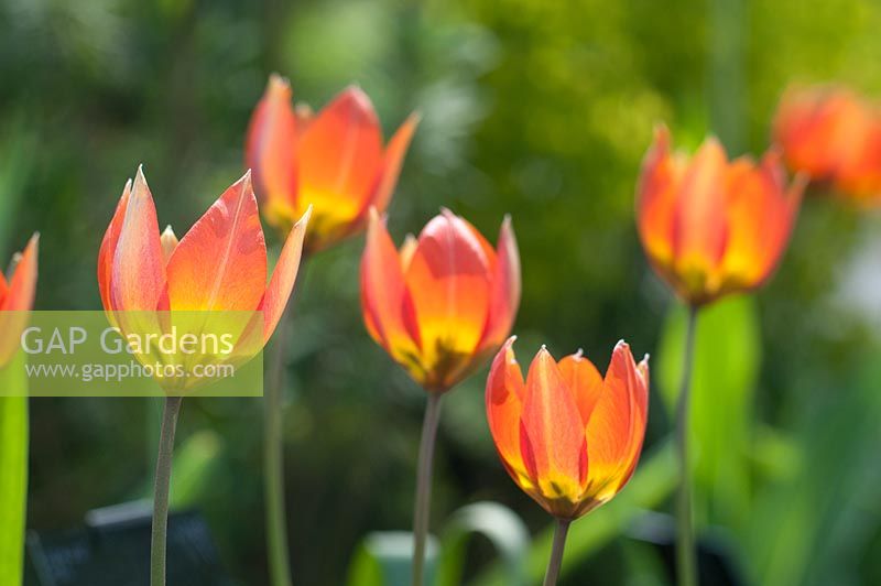 Tulipa orphanidea 'Whittallii Group'