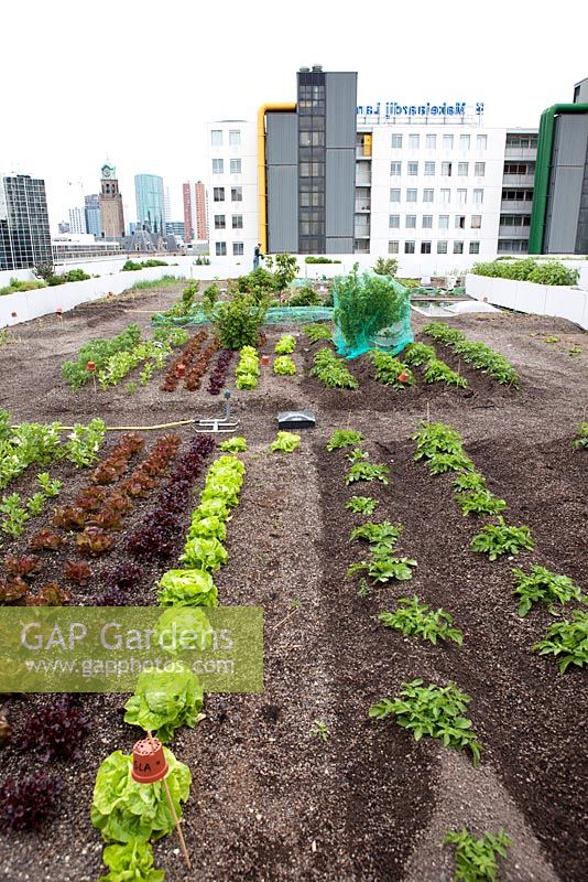 Overview with lettuces, broadbeans, berries and spring onions at the rooftop kitchen garden in the centre of Rotterdam, Holland.
