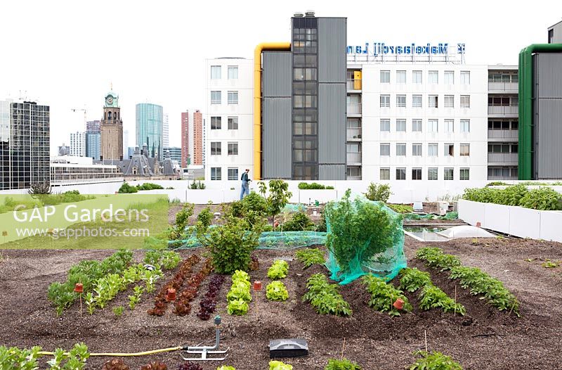 Overview with lettuces, broadbeans, berries, spring onions at the rooftop kitchen garden in the centre of Rotterdam, Holland.