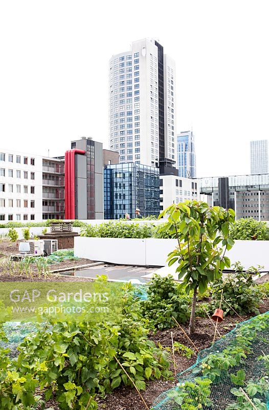 City view and overview with leek, strawberries and cherry tree at the rooftop kitchen garden in the centre of Rotterdam, Holland.