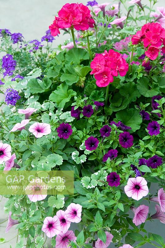 Container planted with annuals including Calibrachoa 'Noa Ultra Purple, Pelargoniums, Petunias and Glechoma hederacea
