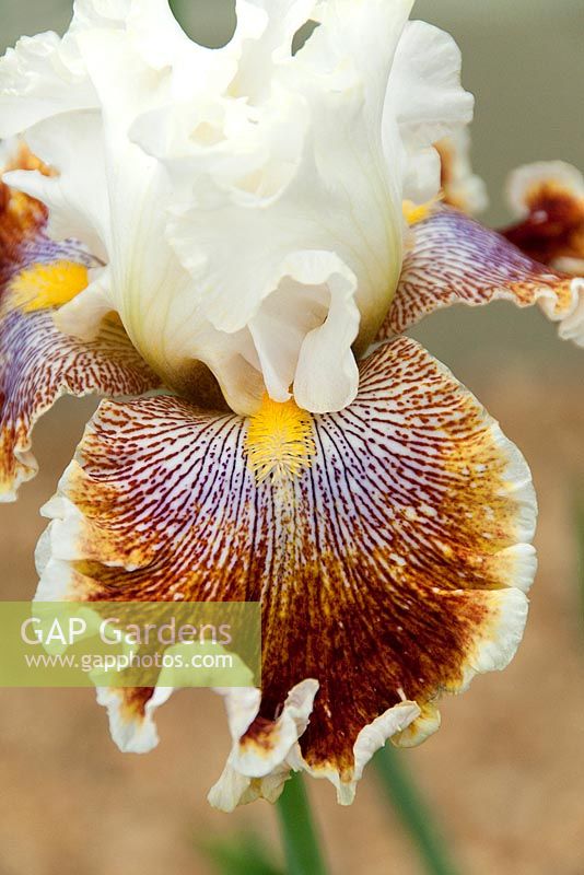 Iris germanica - Wonders Never Cease