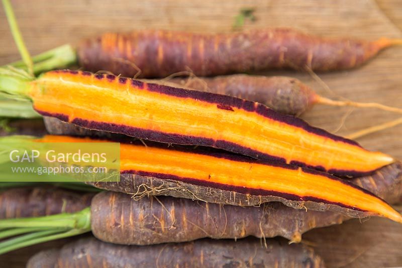 Carrot 'Purple Haze' - cross section of harvested carrot 