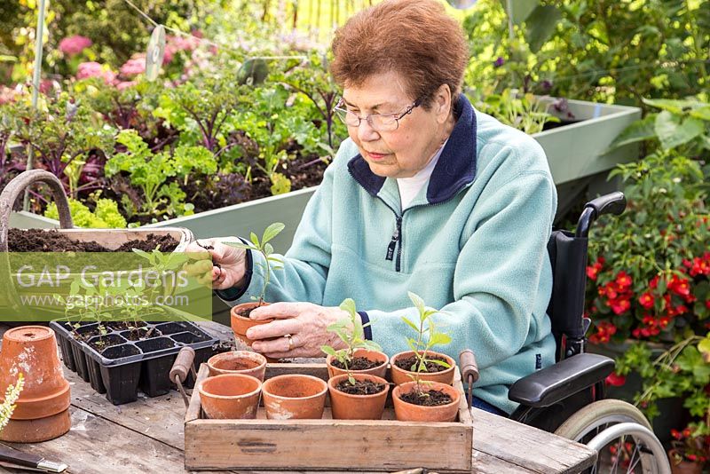 Elderly disabled woman potting on Verbena