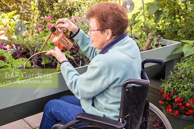 Elderly disabled woman watering newly planted winter greens in a vegetable trug