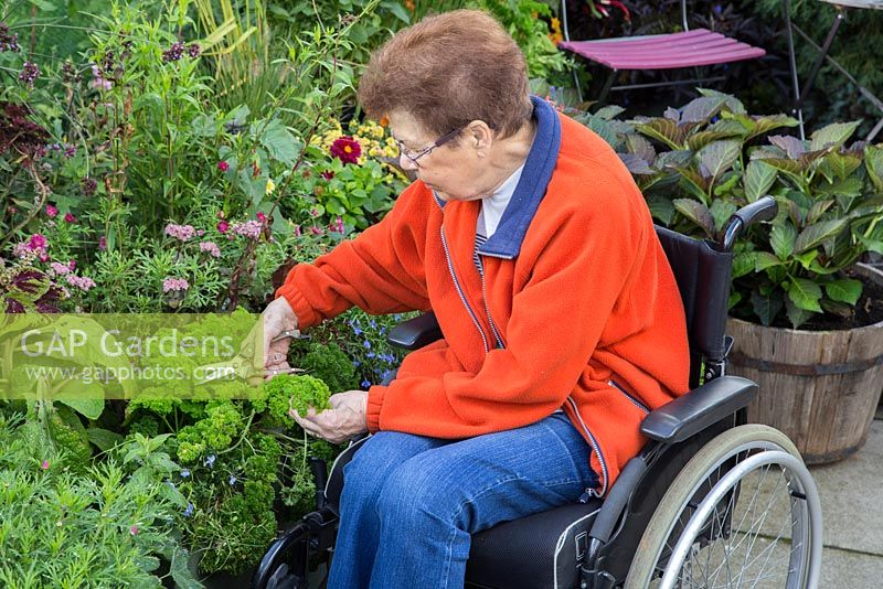 Elderly disabled woman harvesting Parsley in a raised bed
