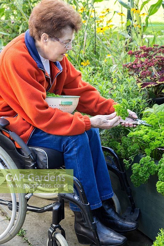 Elderly disabled woman harvesting Parsley in a raised bed
