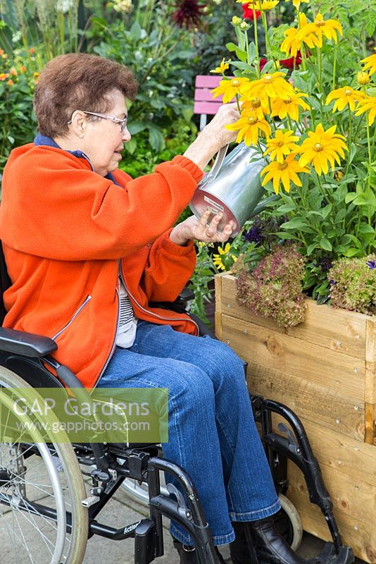 Elderly disabled woman watering Rudbeckia 'Prairie Sun'