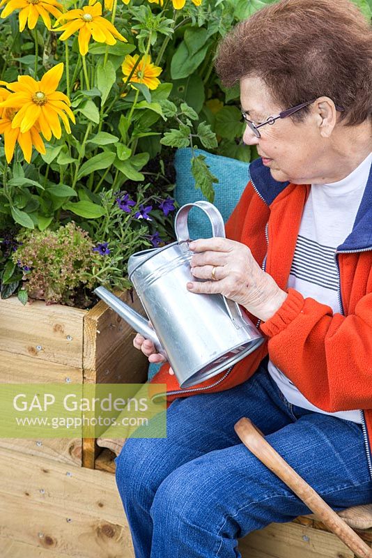 Elderly disabled woman watering Rudbeckia 'Prairie Sun'