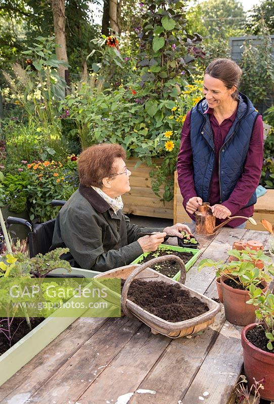 Elderly disabled woman pricking out seedlings accompanied by middle aged woman