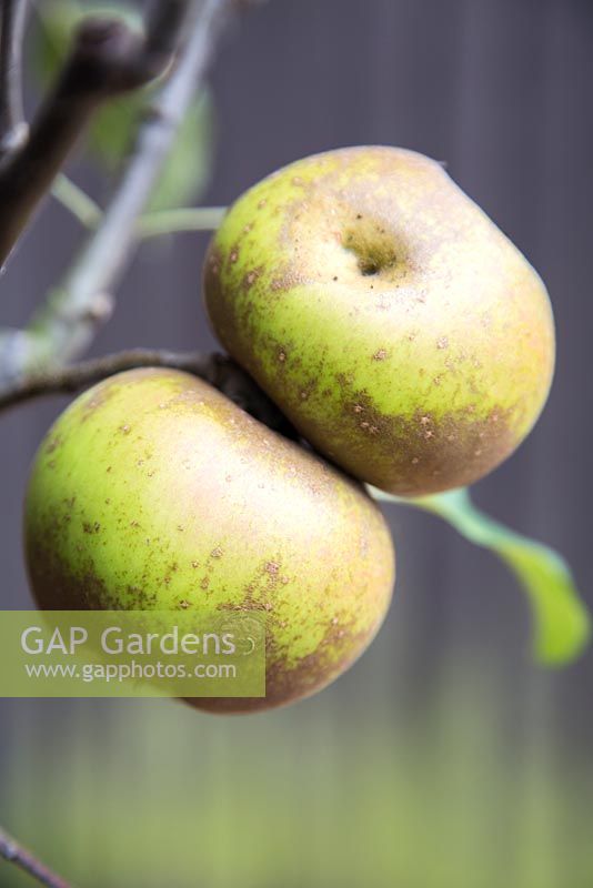Step by Step - Apple 'Egremont Russet' 
