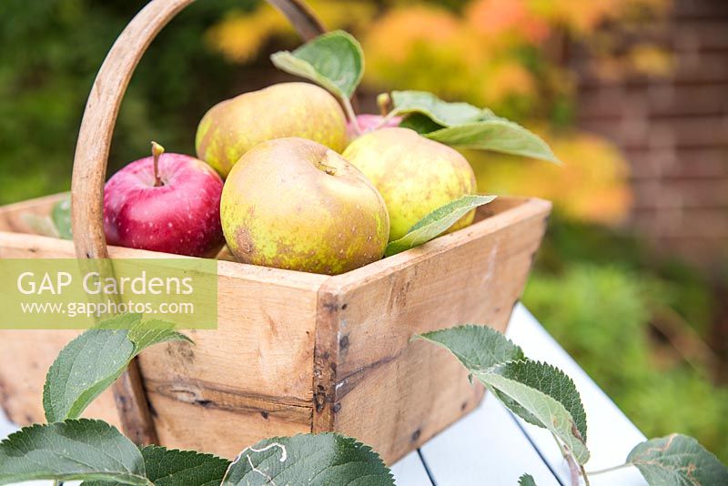 Step by Step - Apple 'Egremont Russet' - still life of harvested fruit in wooden trug